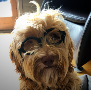 We LOVE International Dog Day