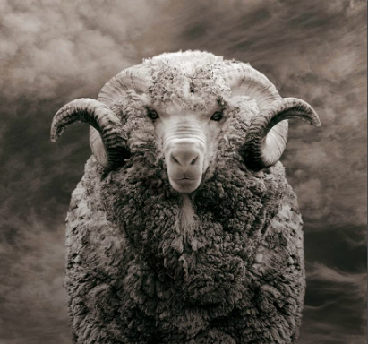 How to Be Cool In Wool