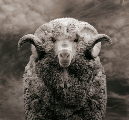 How to Be Cool In Wool