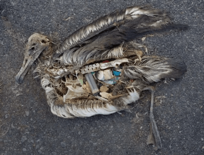 The Big Problem with Using Recycled Polyester in Sportswear