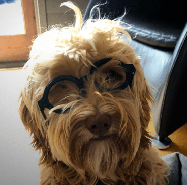 We LOVE International Dog Day